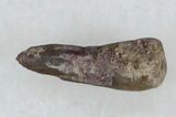 Permian Amphibian (Trimerorhachis) Claw - Oklahoma #33609-1